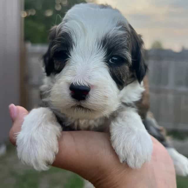 Niko - Labradoodle Male