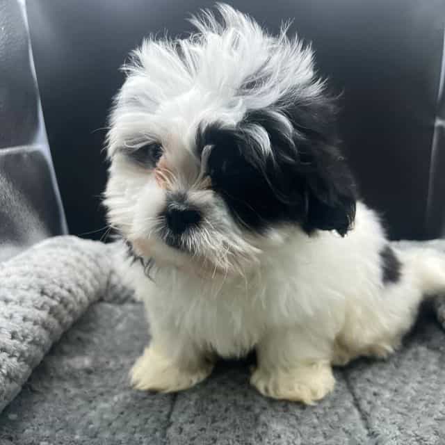 Olí - Shih Tzu Male