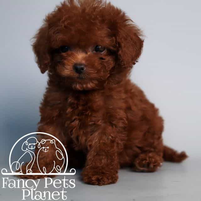 GIVENCHY  - Toy Poodle Male