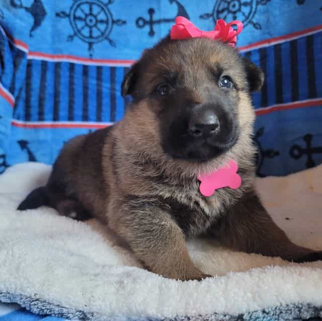 Sugar - German Shepherd Dog Female