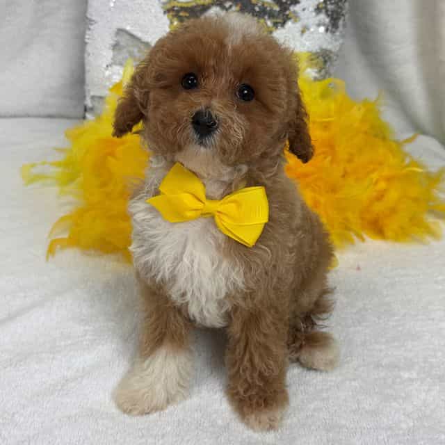Riley Yellow Bo - Cavapoo Male