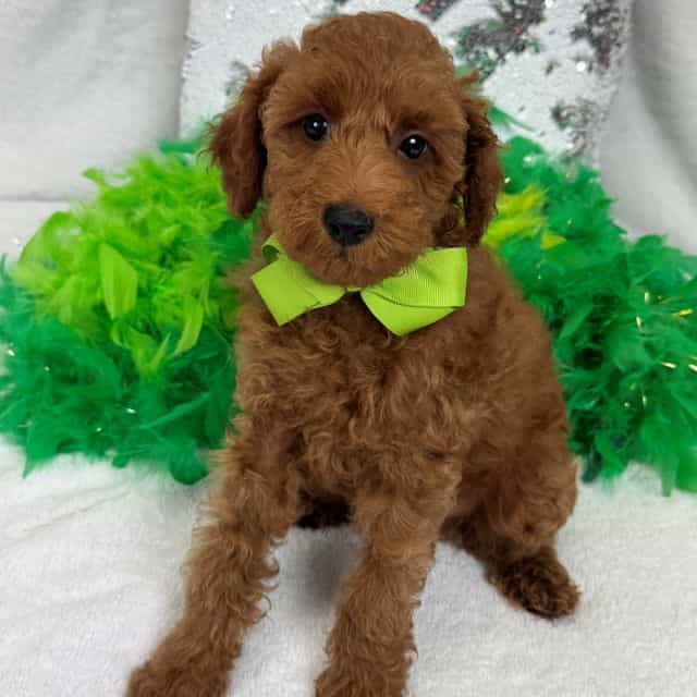 Tally Green Boy - Goldendoodle Male