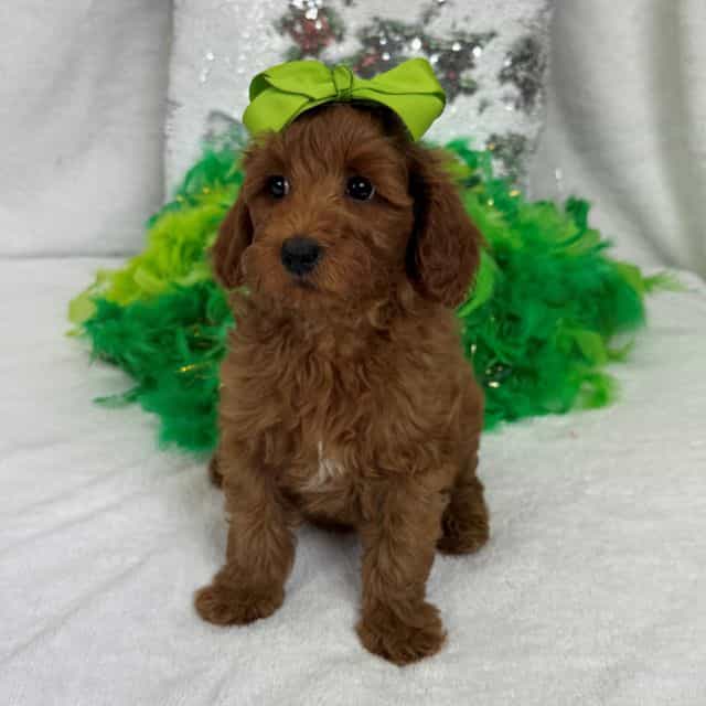 Braley Green Gi - Goldendoodle Female