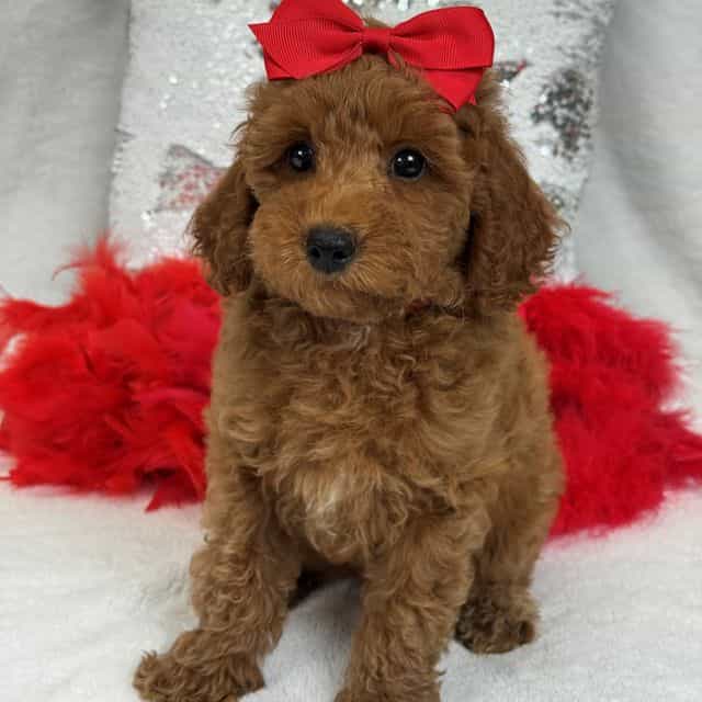 Braley Red Girl - Goldendoodle Female