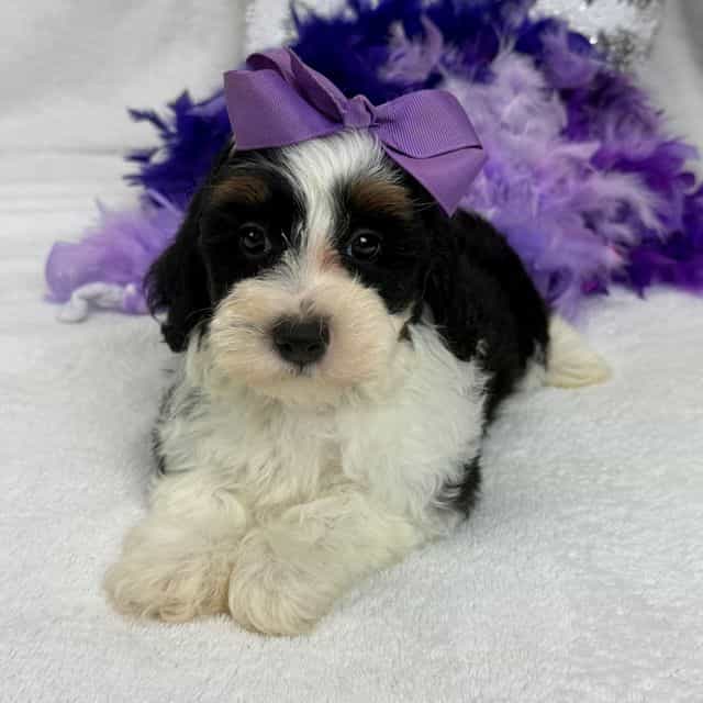 Elsa Purple Gir - Bernedoodle Female