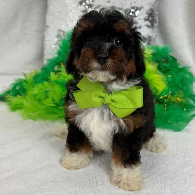 Elsa Green Boy - Bernedoodle Male
