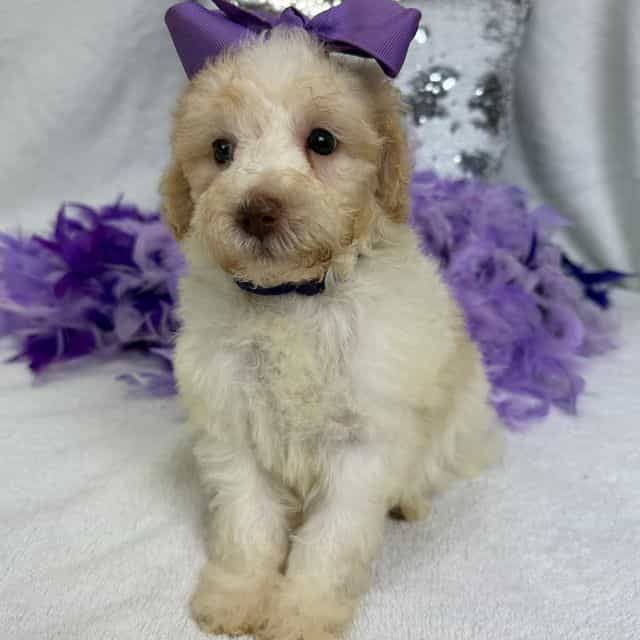 Gracie Purple G - Bernedoodle Female