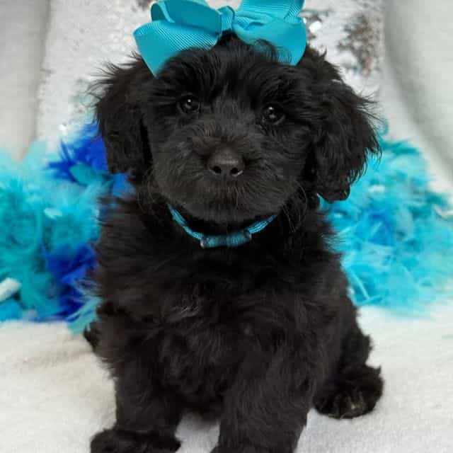 Gracie Turquois - Bernedoodle Female