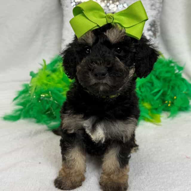 Gracie Green Gi - Bernedoodle Female