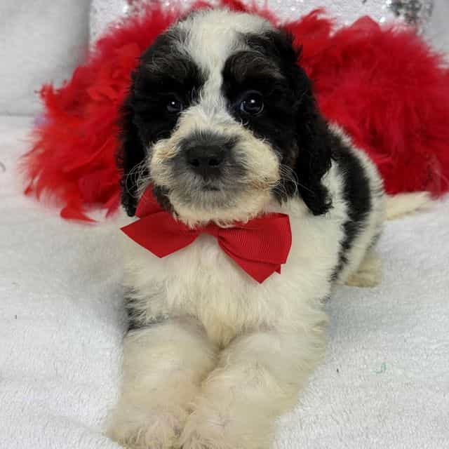 Gracie Red Boy - Bernedoodle Male