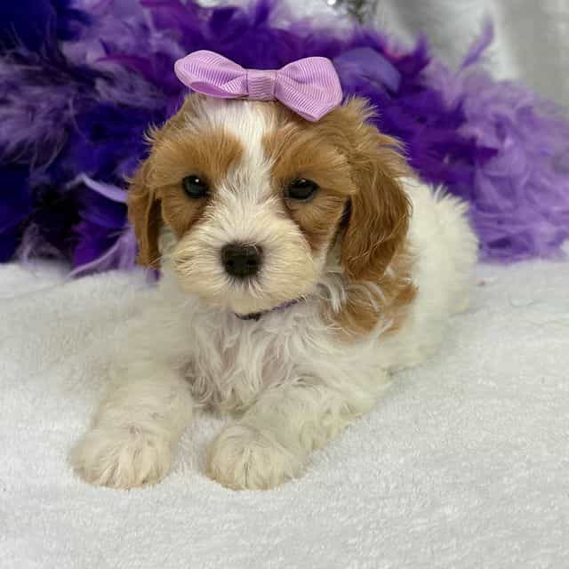 Mia Purple Girl - Cavapoo Female