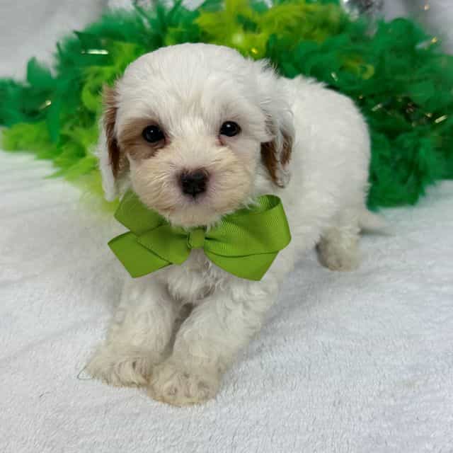 Mia Green Boy - Cavapoo Male