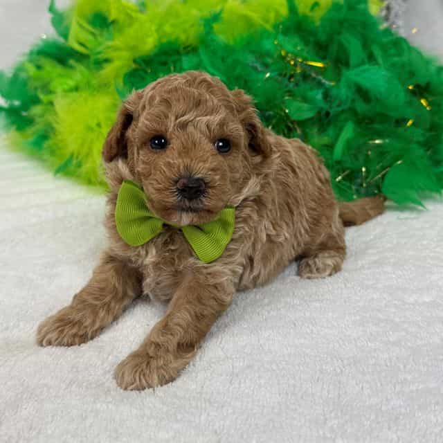 Chloe's Green B - Maltipoo Male