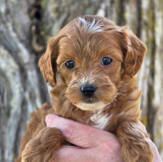 Carter- mini - Goldendoodle Male