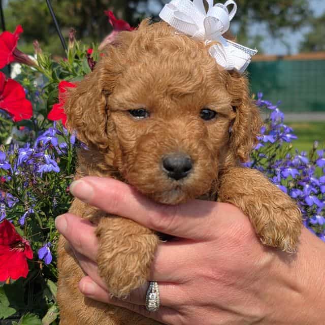 Sandy- mini - Goldendoodle Female
