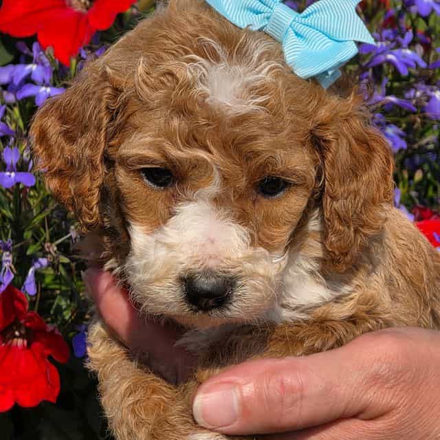 Sasha - Goldendoodle Female