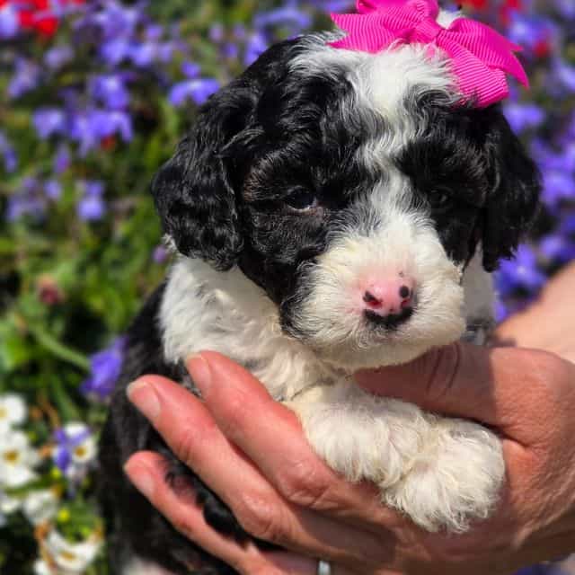 Tasha- mini - Sheepadoodle Female