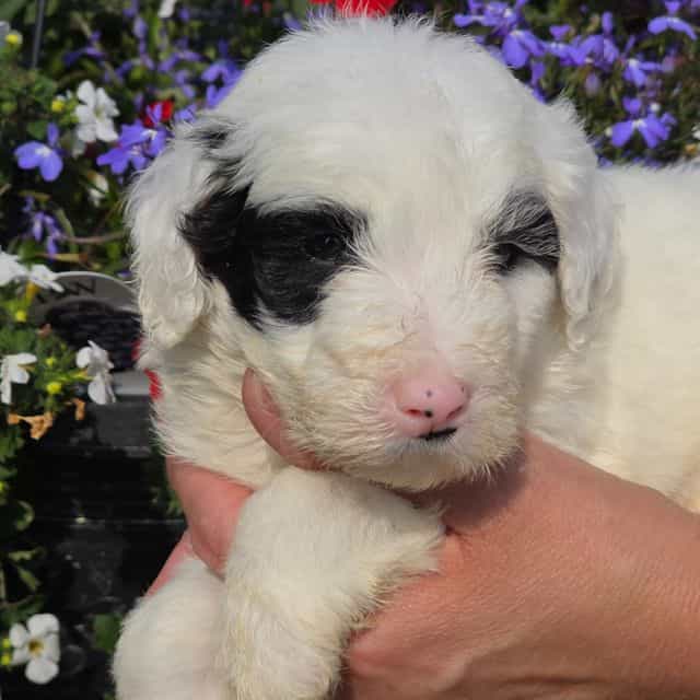 Otto- mini - Sheepadoodle Male