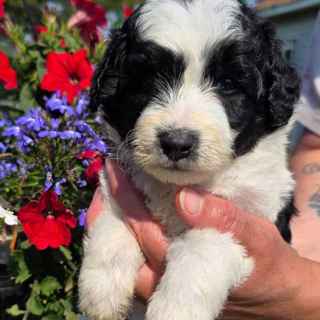 Oreo- mini - Sheepadoodle Male