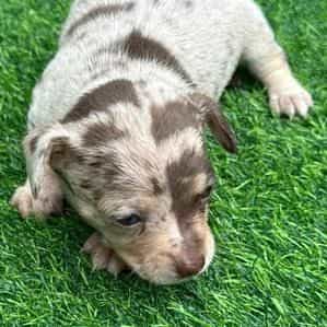 Harry the first - Chihuahua Male