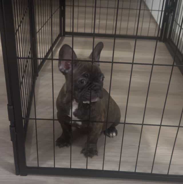 BROWNIE - French Bulldog Female