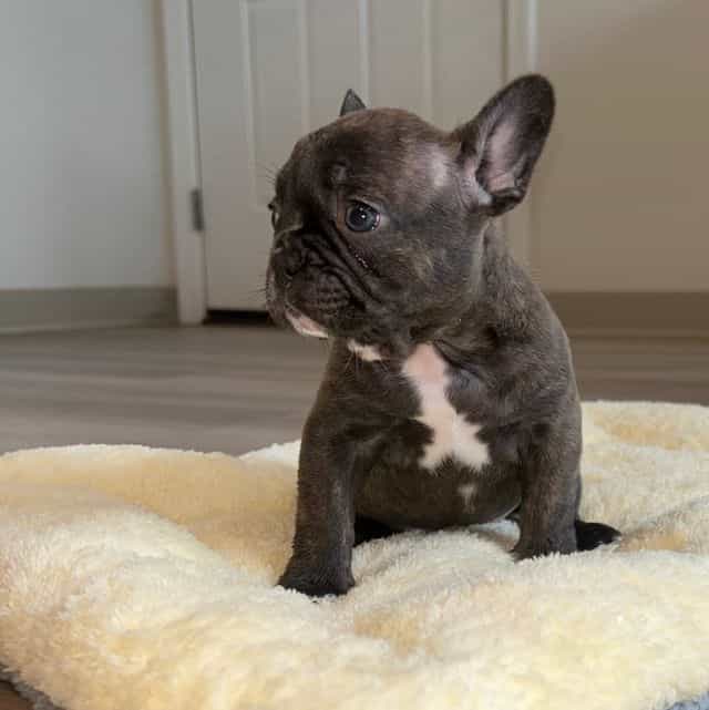 BROWNIE - French Bulldog Female