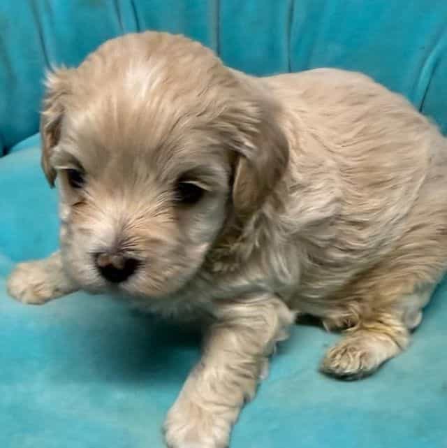 Axel - Maltipoo Male