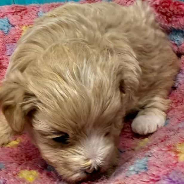 Annie - Maltipoo Female