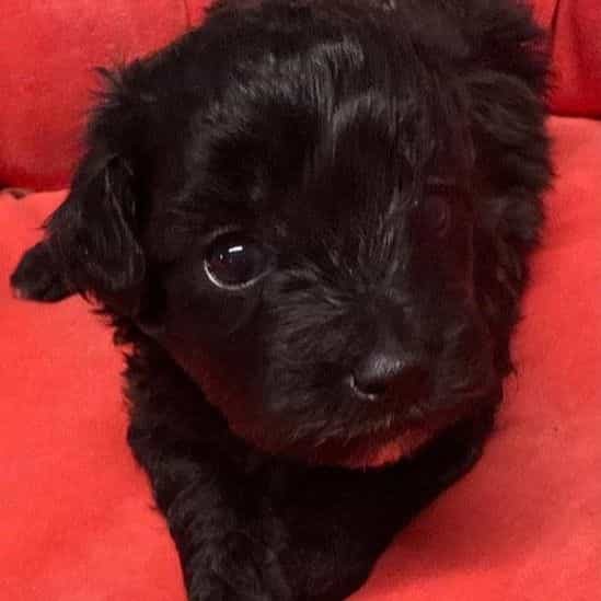 Perla - Maltipoo Female