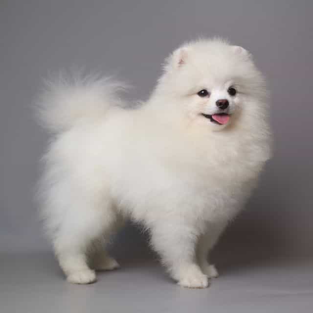 MORGAN  - Pomeranian Male