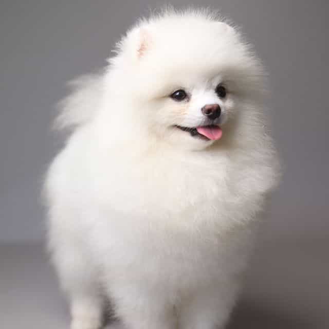MORGAN  - Pomeranian Male