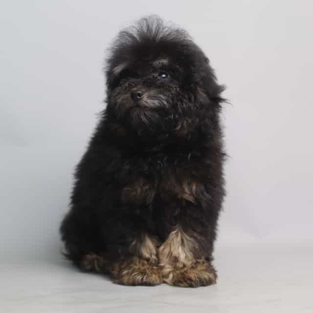 PETER - Toy Poodle Male
