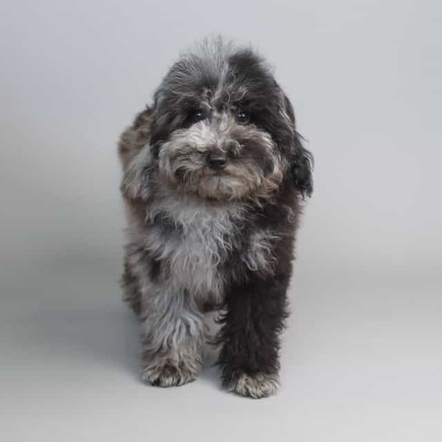 TOY-MINI OREO - Toy Poodle Male