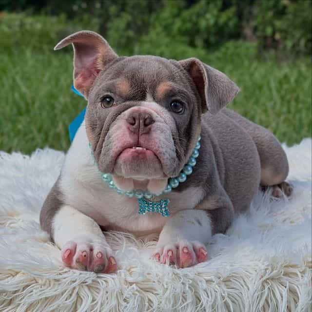 Mila - English Bulldog Female