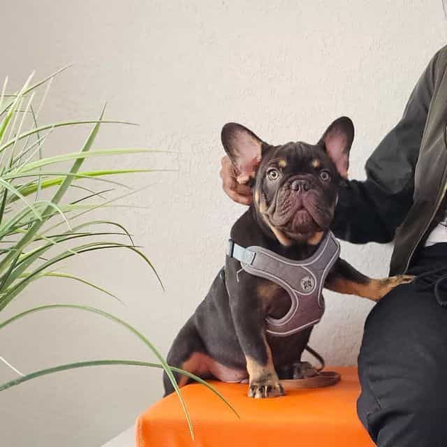 Henry - French Bulldog Male