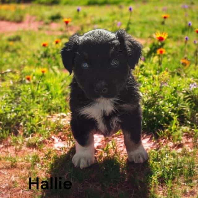 Hallie - Australian Shepherd Female
