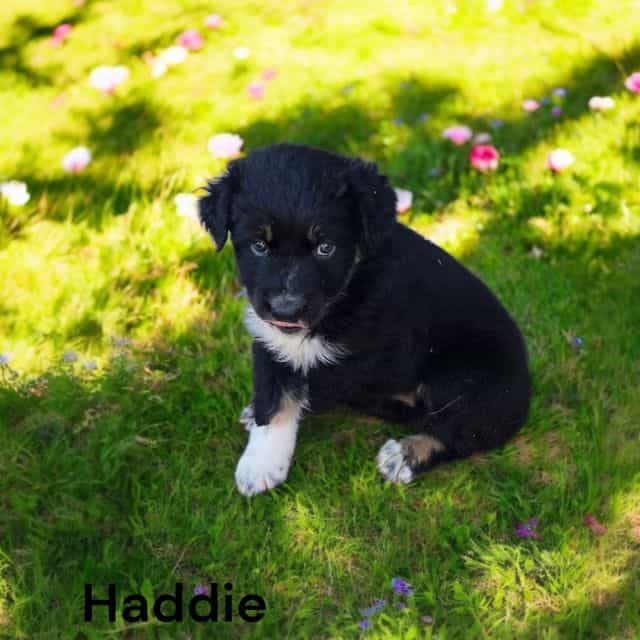 Haddie - Australian Shepherd Female