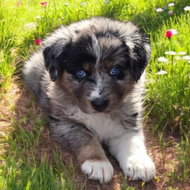 Hazel - Australian Shepherd Female