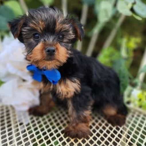 Bastian - Yorkshire Terrier Male
