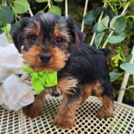 Patrick - Yorkshire Terrier Male