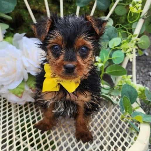 Little Griffin - Yorkshire Terrier Male