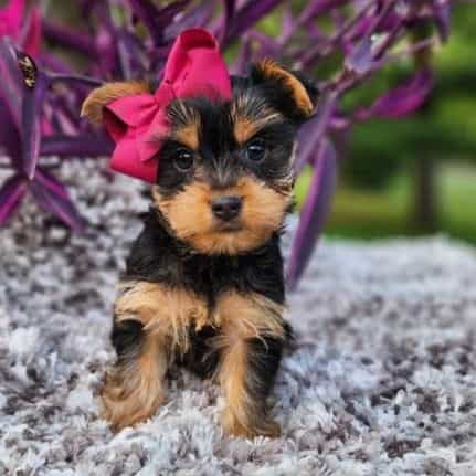 Trixie - Yorkshire Terrier Female