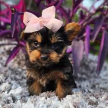 Little Lulu - Yorkshire Terrier Female
