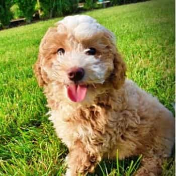 Whisky - Havapoo Male