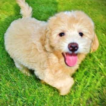 Wags - Havapoo Male
