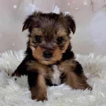 Charlie  - Yorkshire Terrier Male