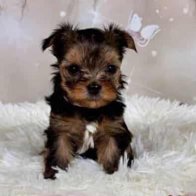 Chelsea - Yorkshire Terrier Female