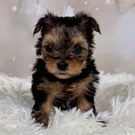 Chloe - Yorkshire Terrier Female