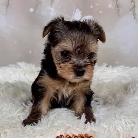 Callie - Yorkshire Terrier Female