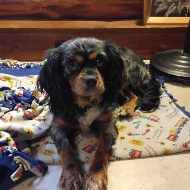 Daisy - Cavalier King Charles Spaniel Female